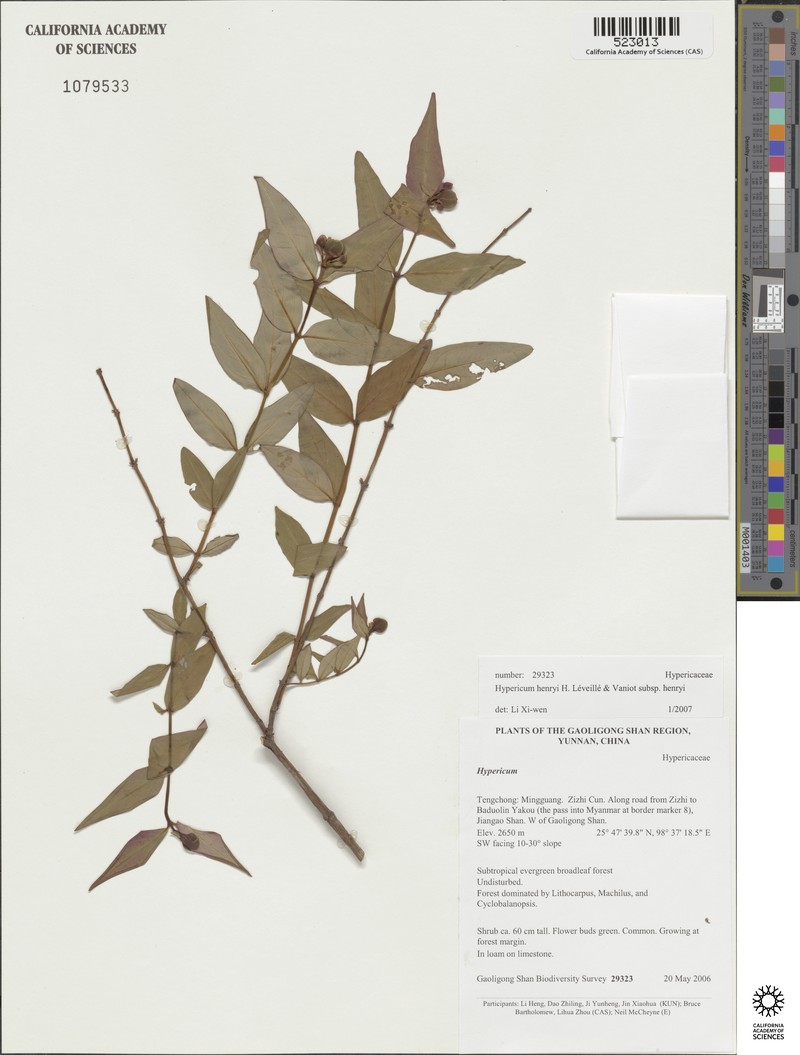 Hypericum henryi subsp. henryi photo 5