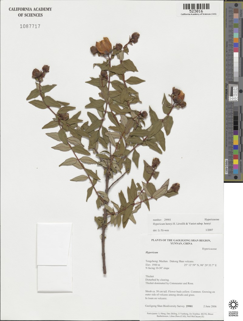 Hypericum henryi subsp. henryi photo 6