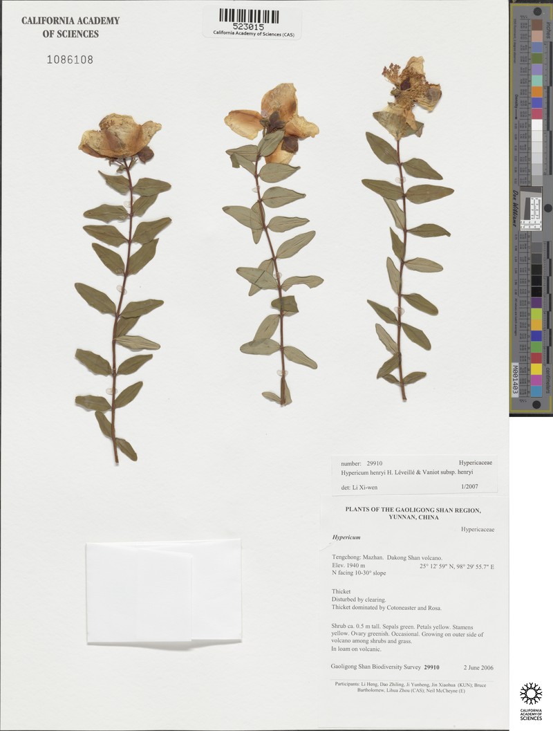 Hypericum henryi subsp. henryi photo 7