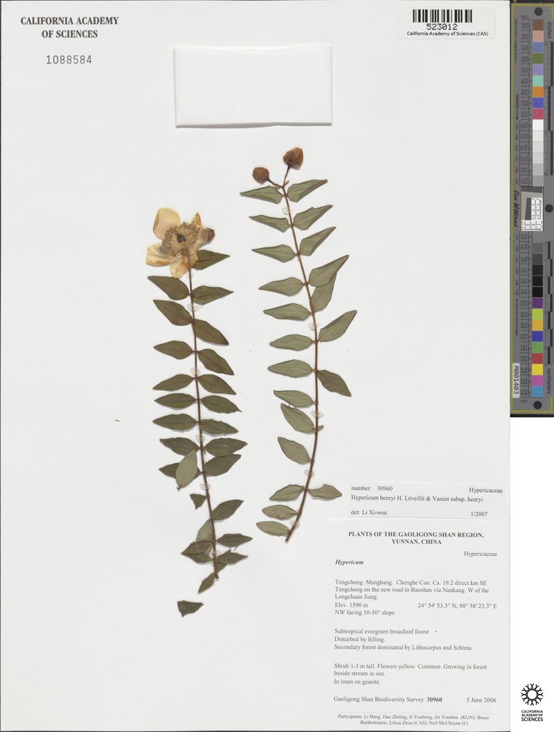 Hypericum henryi subsp. henryi photo 8