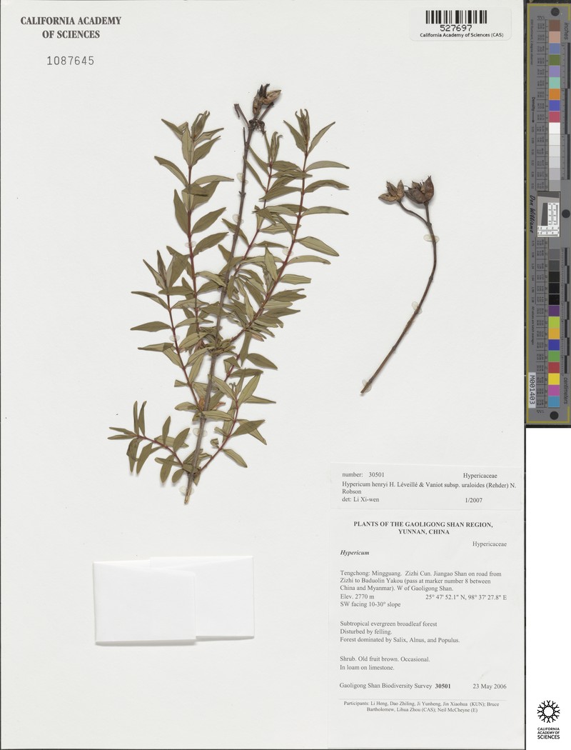 Hypericum henryi subsp. uraloides