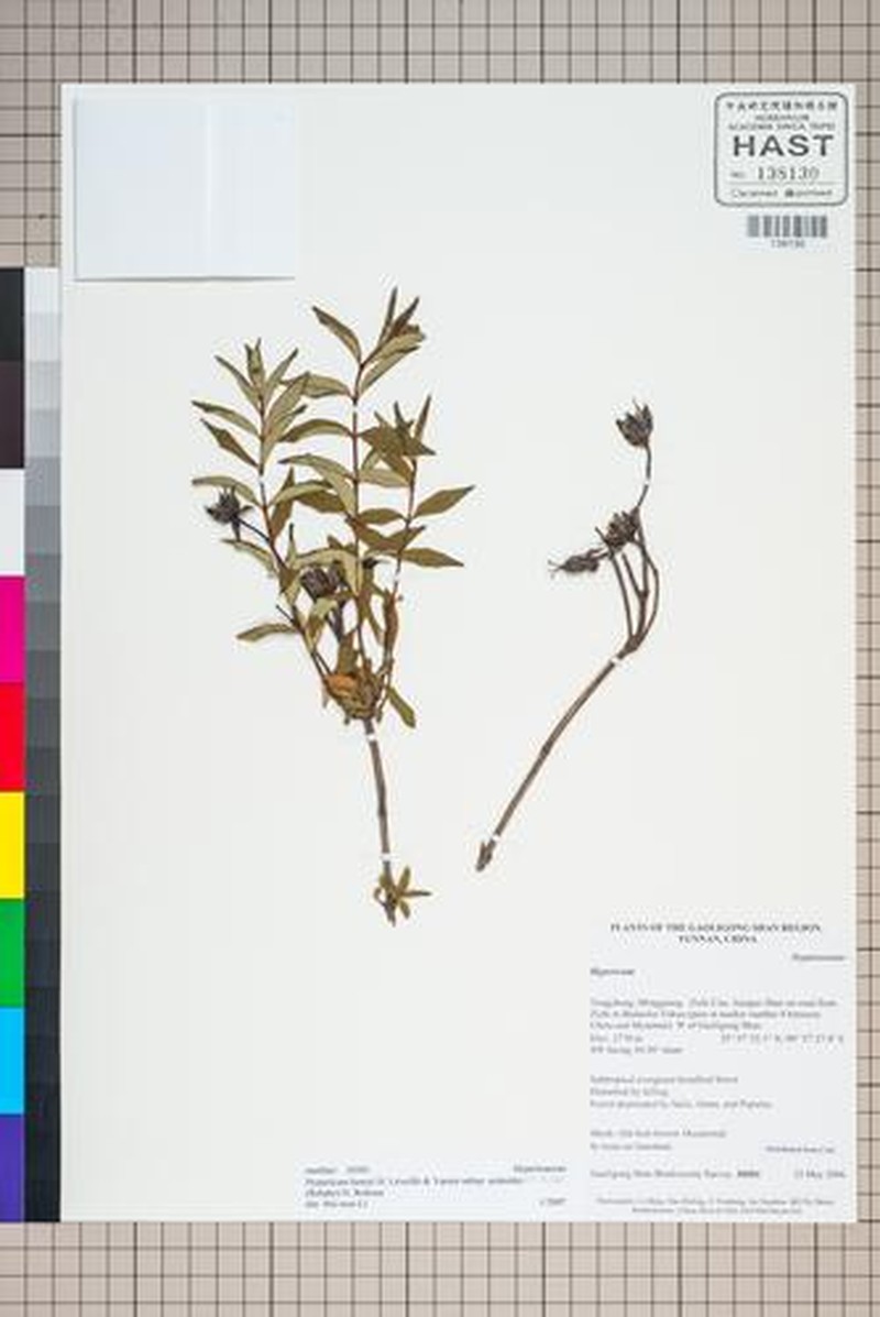 Hypericum henryi subsp. uraloides photo 2