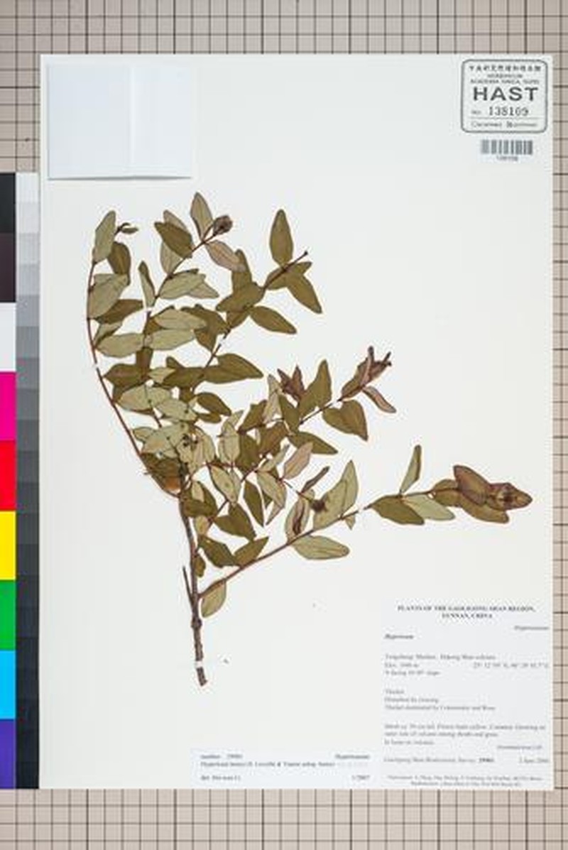 Hypericum henryi subsp. uraloides photo 3