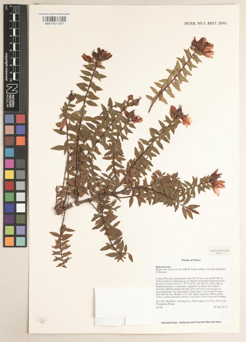 Hypericum henryi subsp. uraloides photo 4