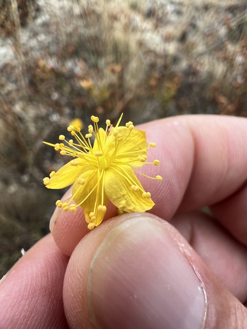 Hypericum heterophyllum