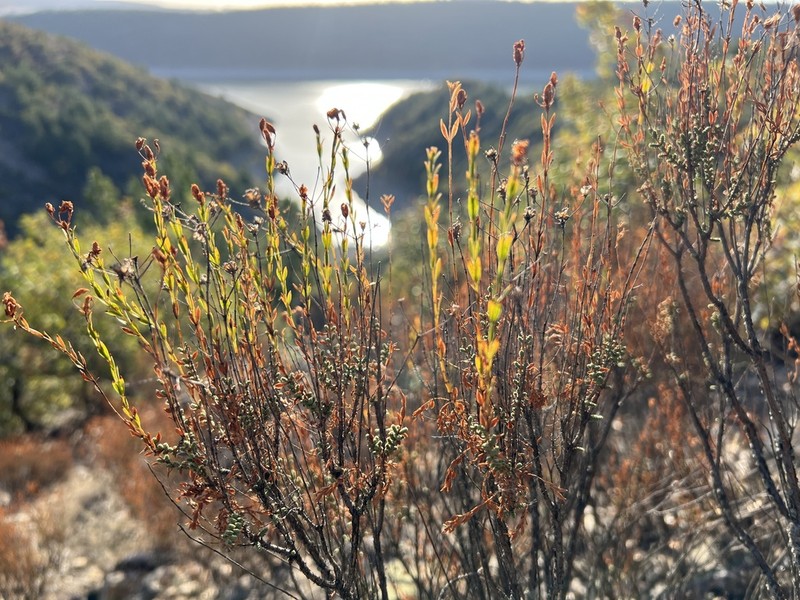 Hypericum heterophyllum photo 2