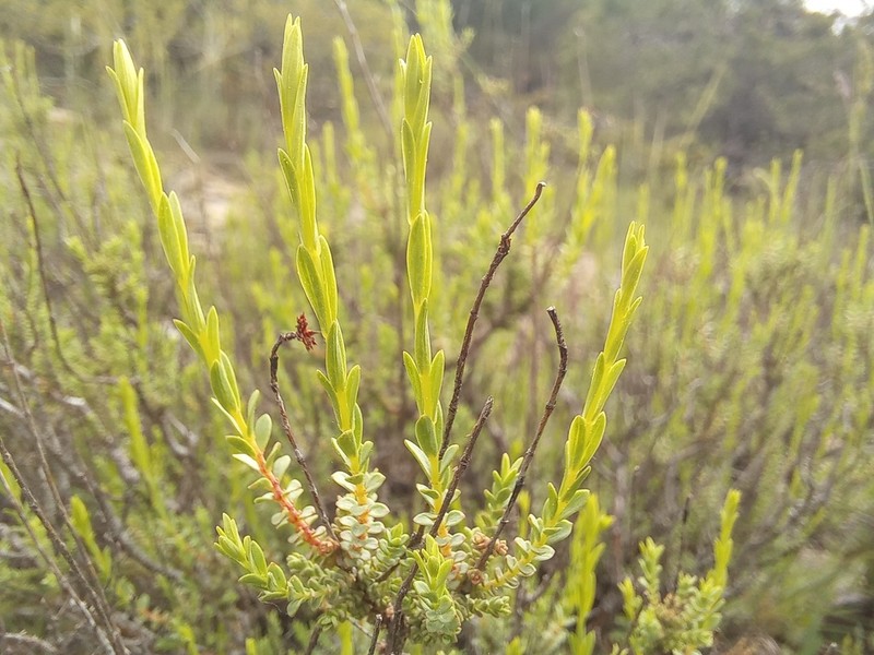 Hypericum heterophyllum photo 3