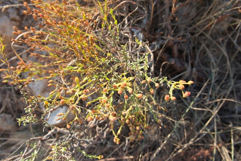 Hypericum heterophyllum photo 4