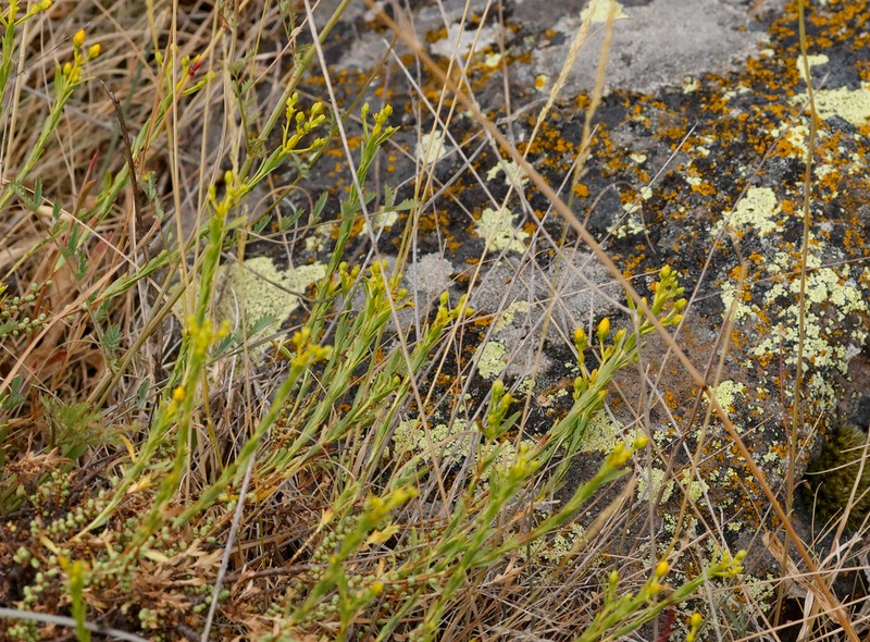 Hypericum heterophyllum photo 5