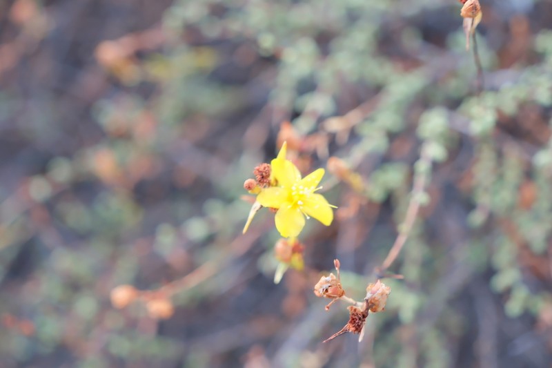 Hypericum heterophyllum photo 6