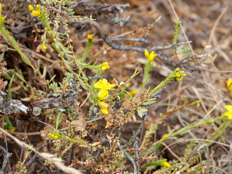 Hypericum heterophyllum photo 7