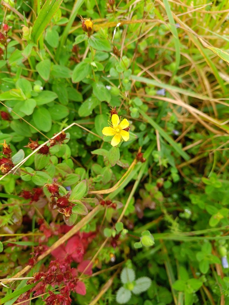 Hypericum himalaicum