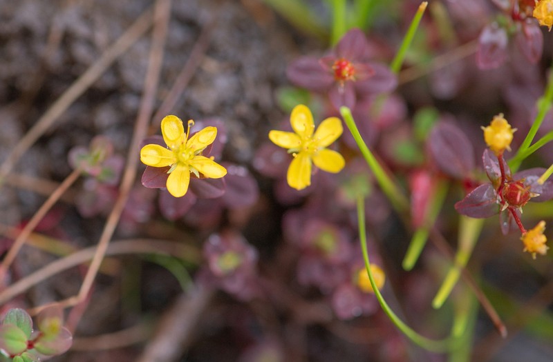 Hypericum himalaicum photo 2