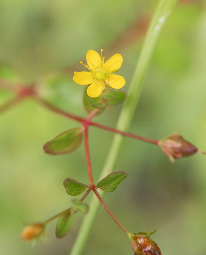 Hypericum himalaicum photo 3