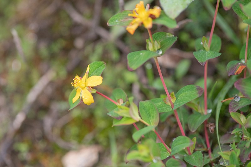 Hypericum himalaicum photo 4