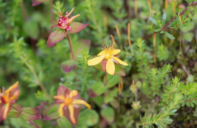 Hypericum himalaicum photo 5