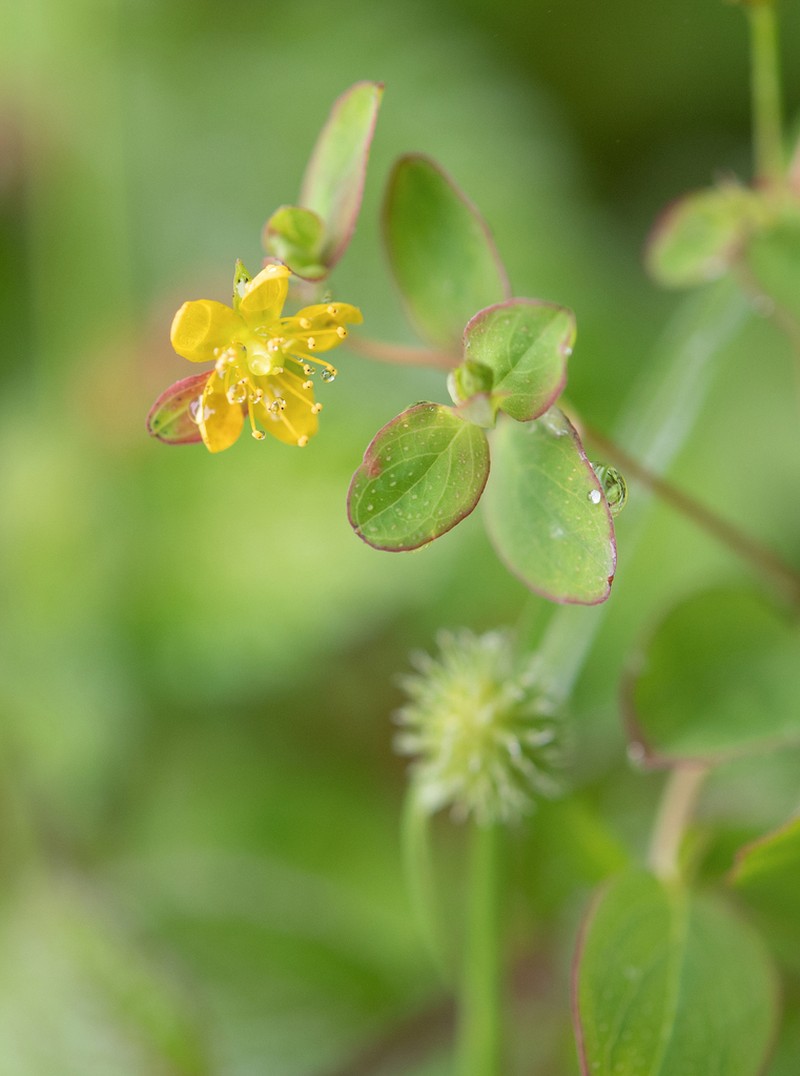 Hypericum himalaicum photo 6