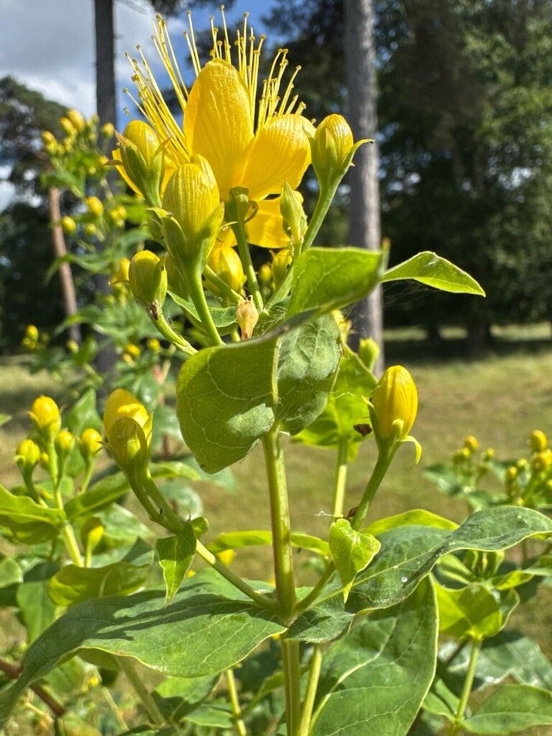 Hypericum hircinum photo 4