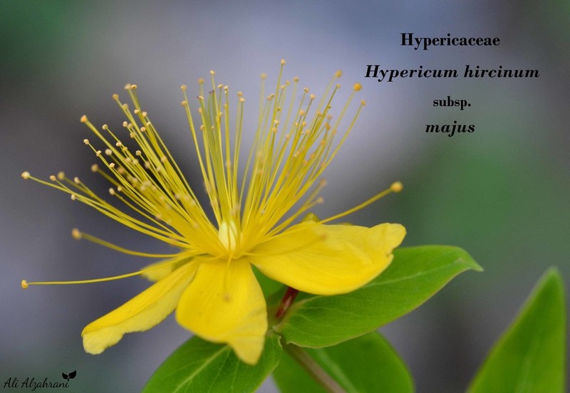 Hypericum hircinum photo 5