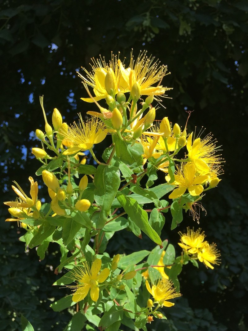 Hypericum hircinum photo 6