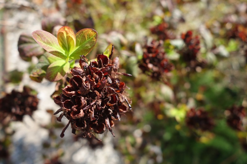 Hypericum hircinum photo 2