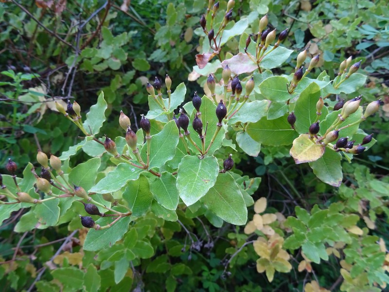 Hypericum hircinum subsp. albimontanum