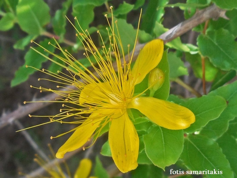 Hypericum hircinum subsp. albimontanum photo 2