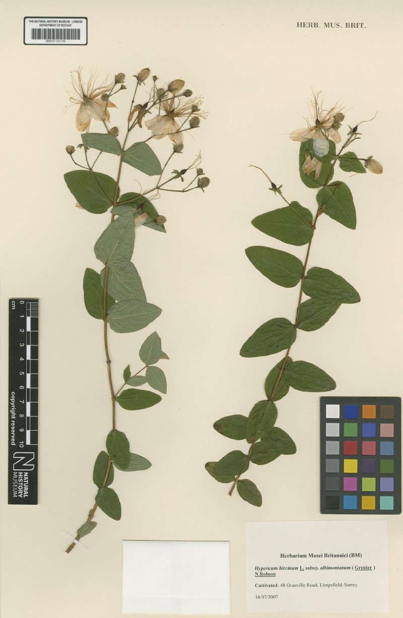 Hypericum hircinum subsp. albimontanum photo 3