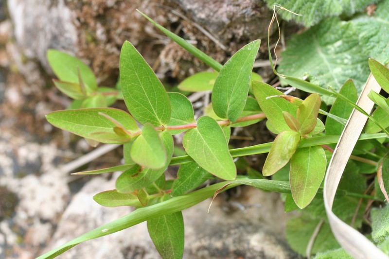 Hypericum hircinum subsp. cambessedesii