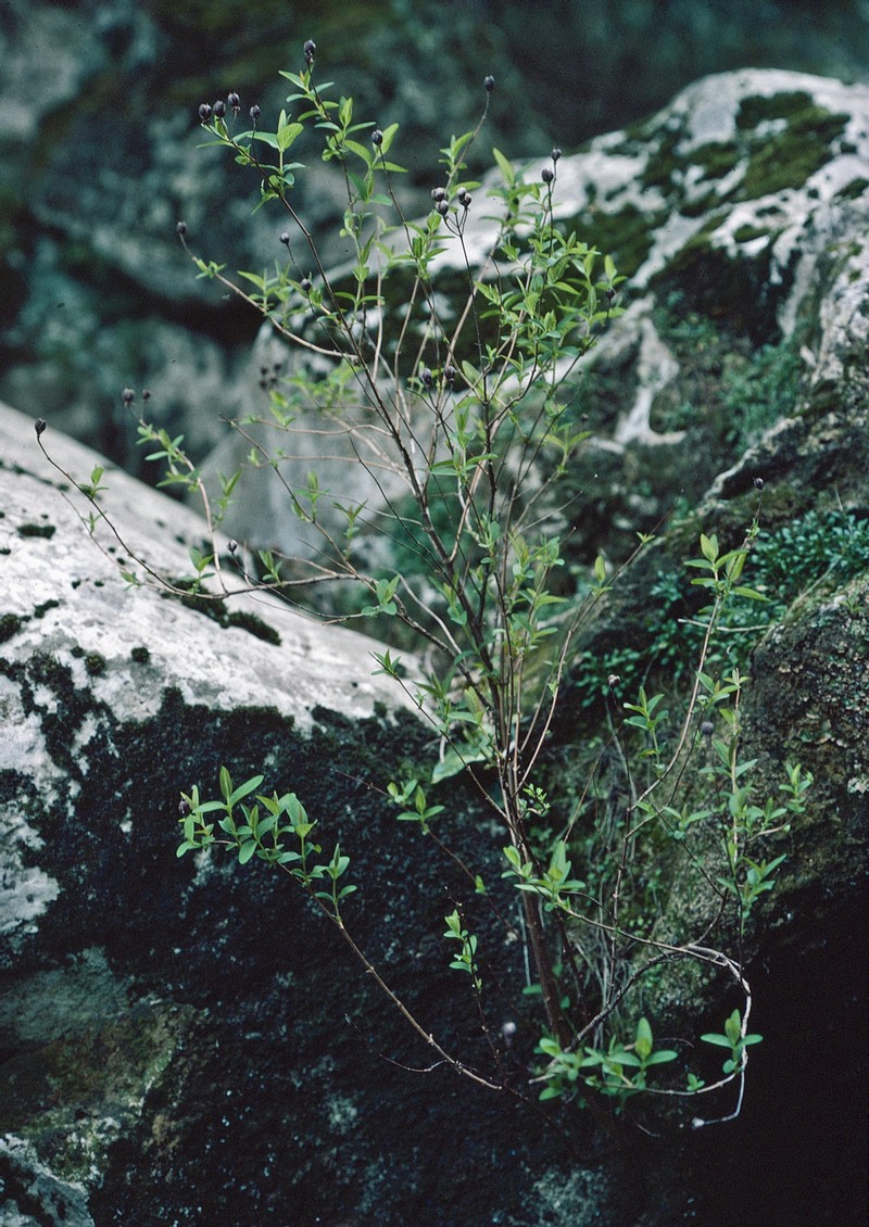 Hypericum hircinum subsp. cambessedesii photo 2