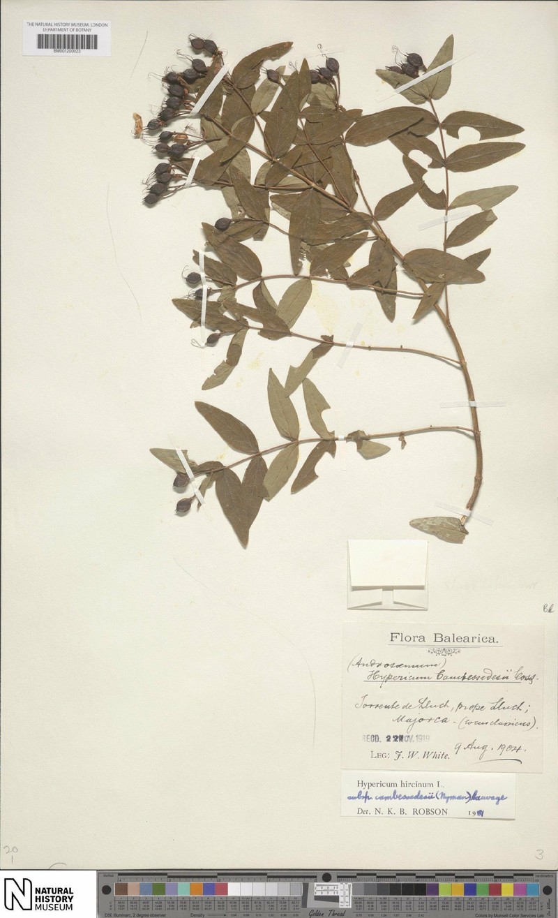 Hypericum hircinum subsp. cambessedesii photo 3