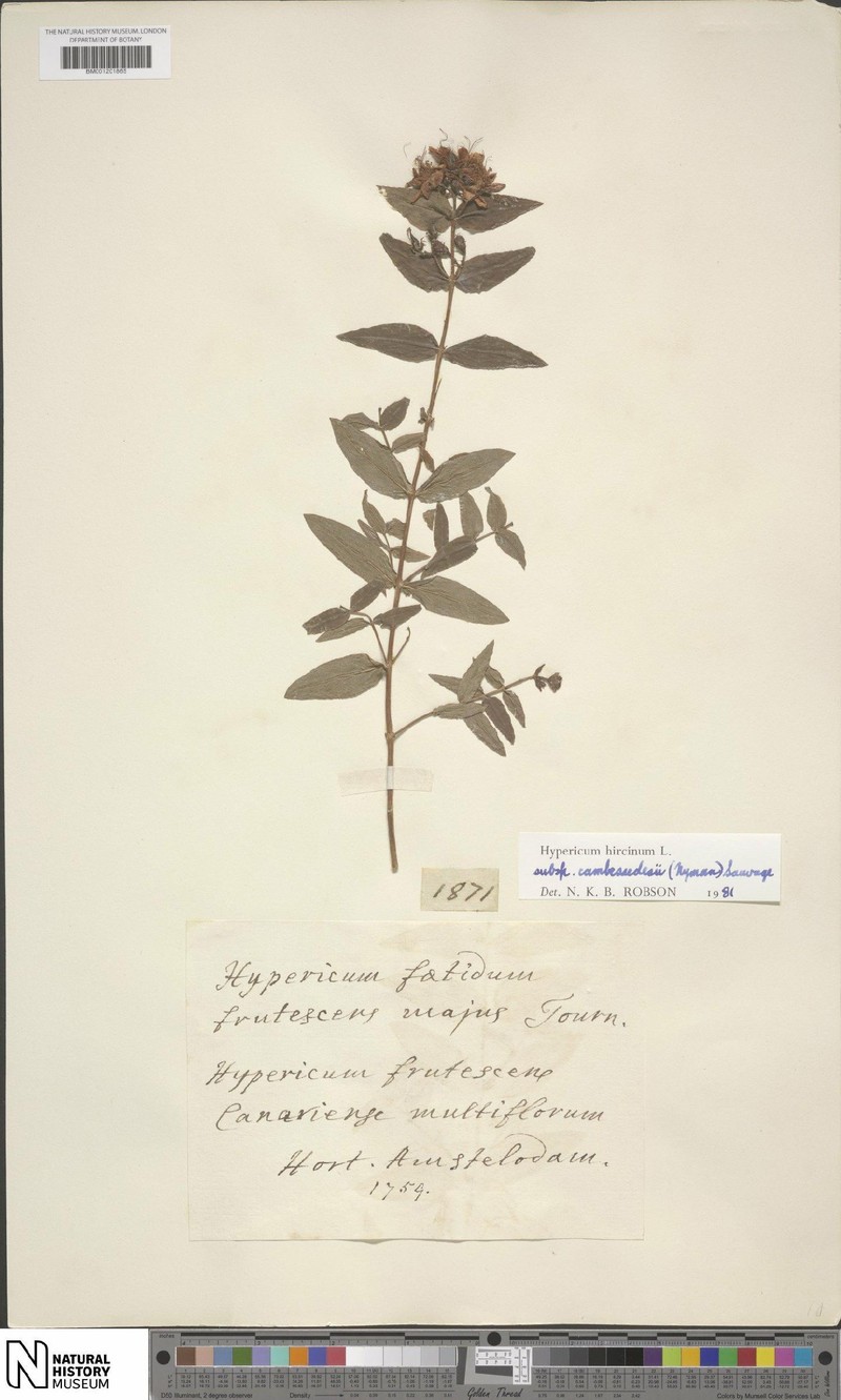 Hypericum hircinum subsp. cambessedesii photo 4