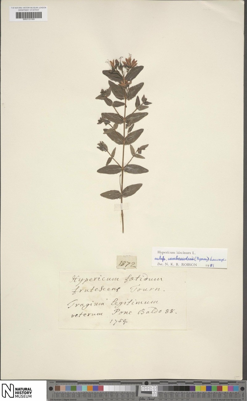 Hypericum hircinum subsp. cambessedesii photo 5