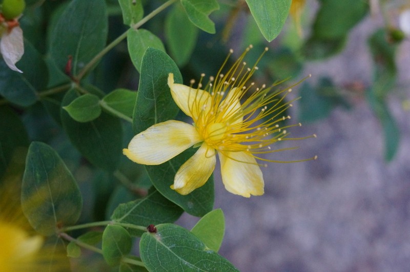 Hypericum hircinum subsp. hircinum