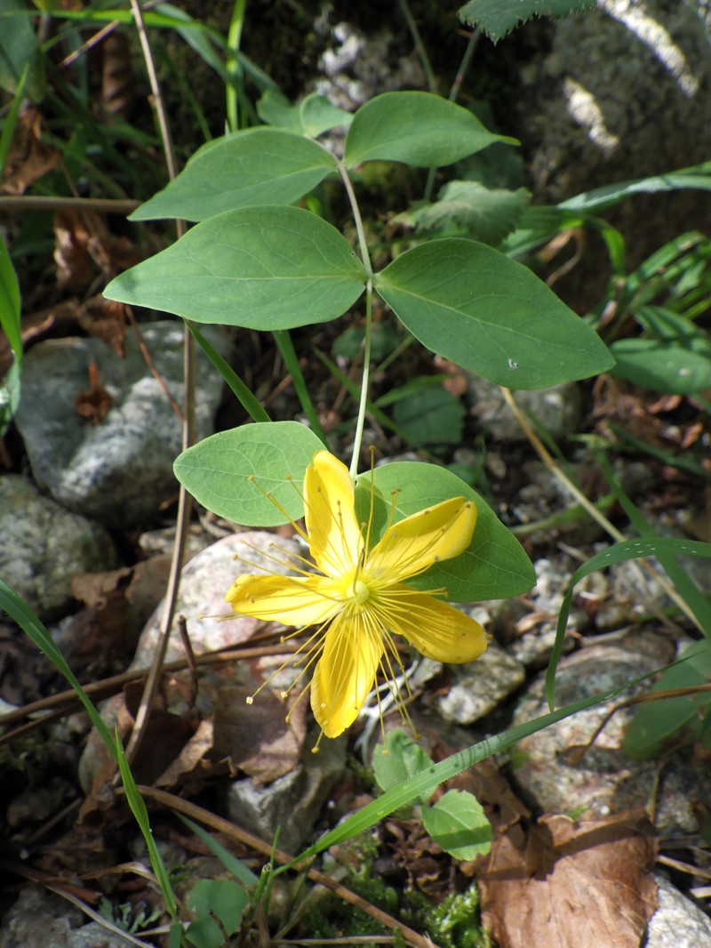 Hypericum hircinum subsp. hircinum photo 2