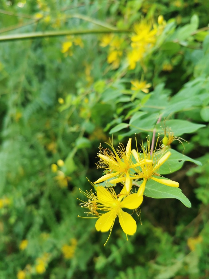 Hypericum hircinum subsp. hircinum photo 3