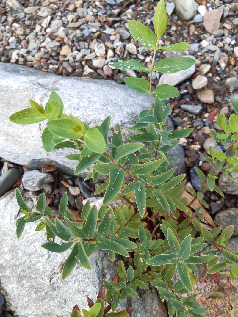 Hypericum hircinum subsp. hircinum photo 4