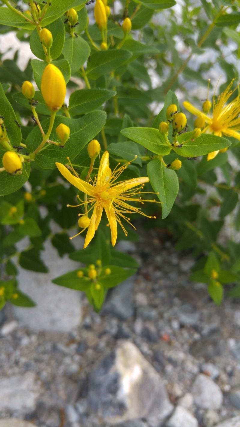 Hypericum hircinum subsp. hircinum photo 5