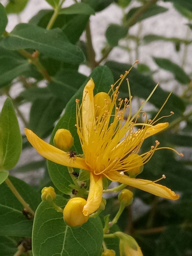 Hypericum hircinum subsp. hircinum photo 6