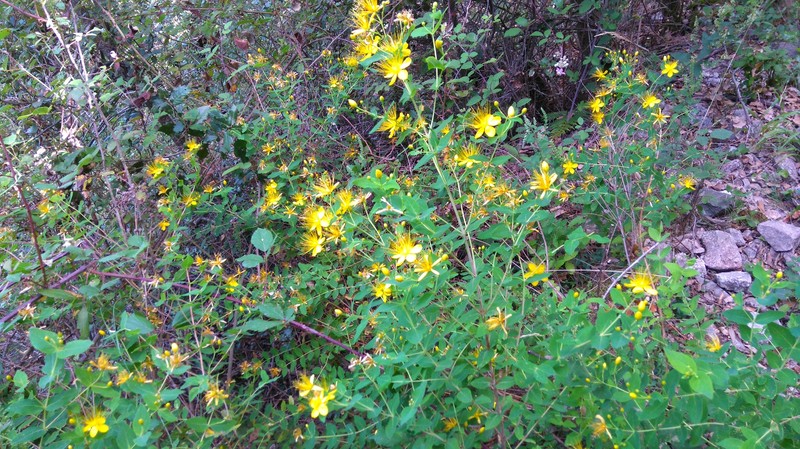Hypericum hircinum subsp. hircinum photo 7