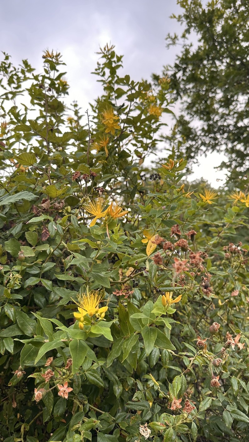 Hypericum hircinum subsp. majus