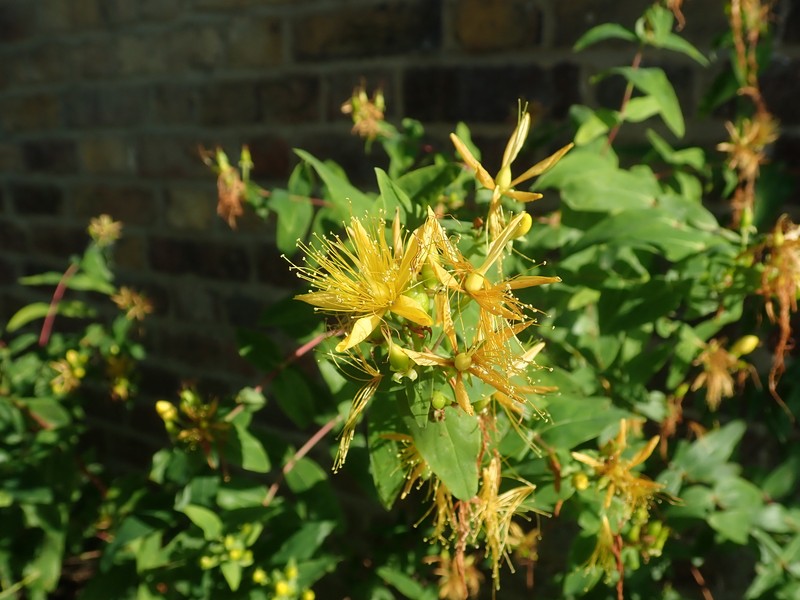 Hypericum hircinum subsp. majus photo 2