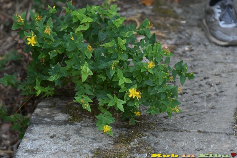 Hypericum hircinum subsp. majus photo 3