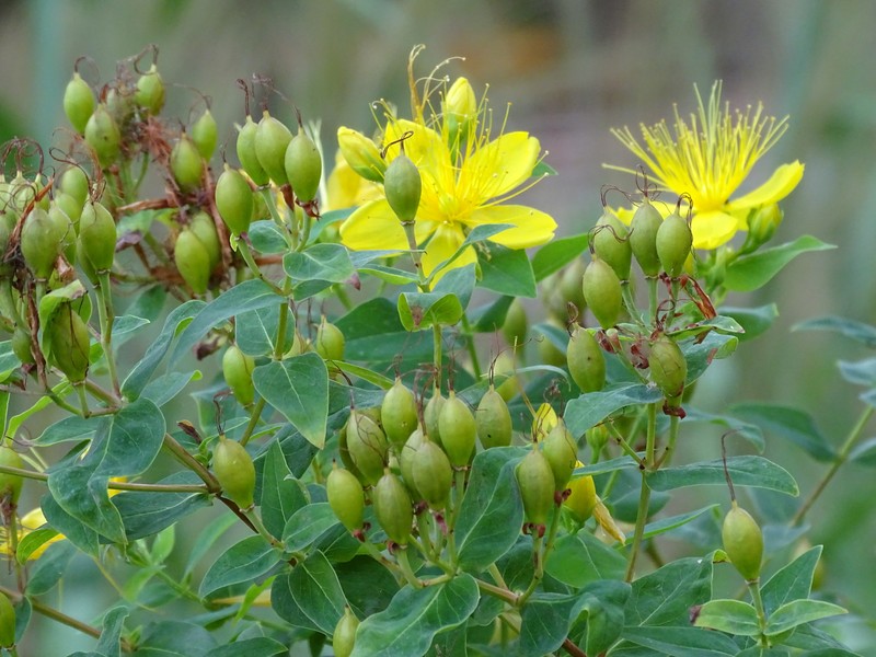 Hypericum hircinum subsp. majus photo 4