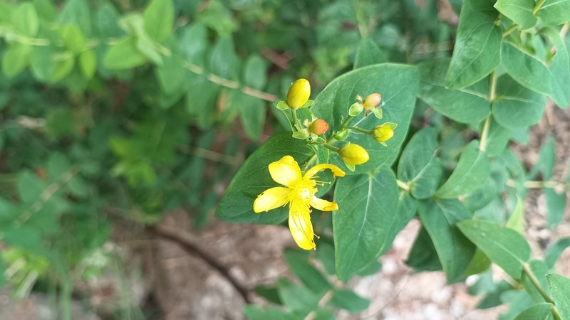 Hypericum hircinum subsp. majus photo 5