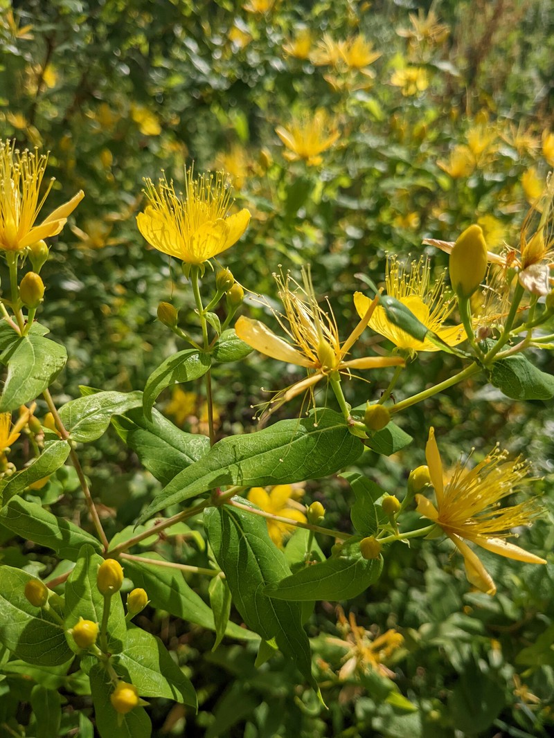 Hypericum hircinum subsp. majus photo 6