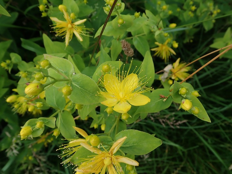 Hypericum hircinum subsp. majus photo 7