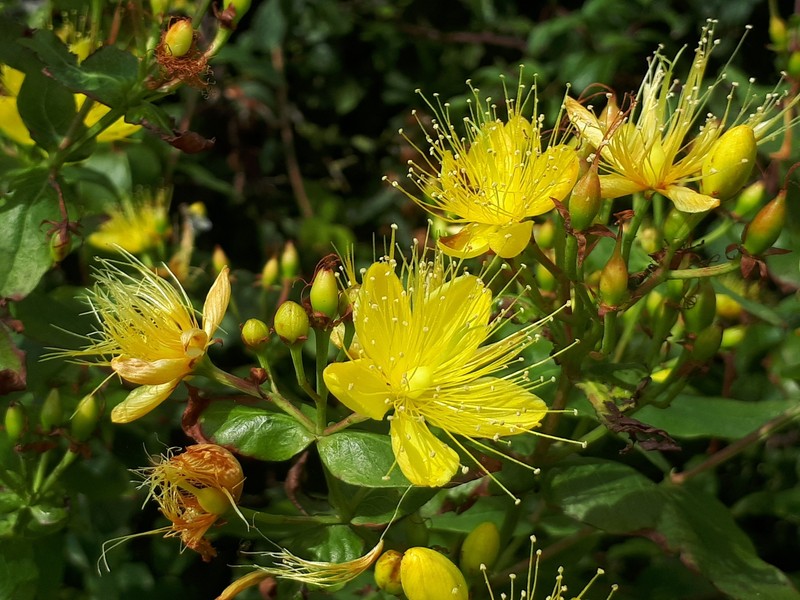Hypericum hircinum subsp. majus photo 8