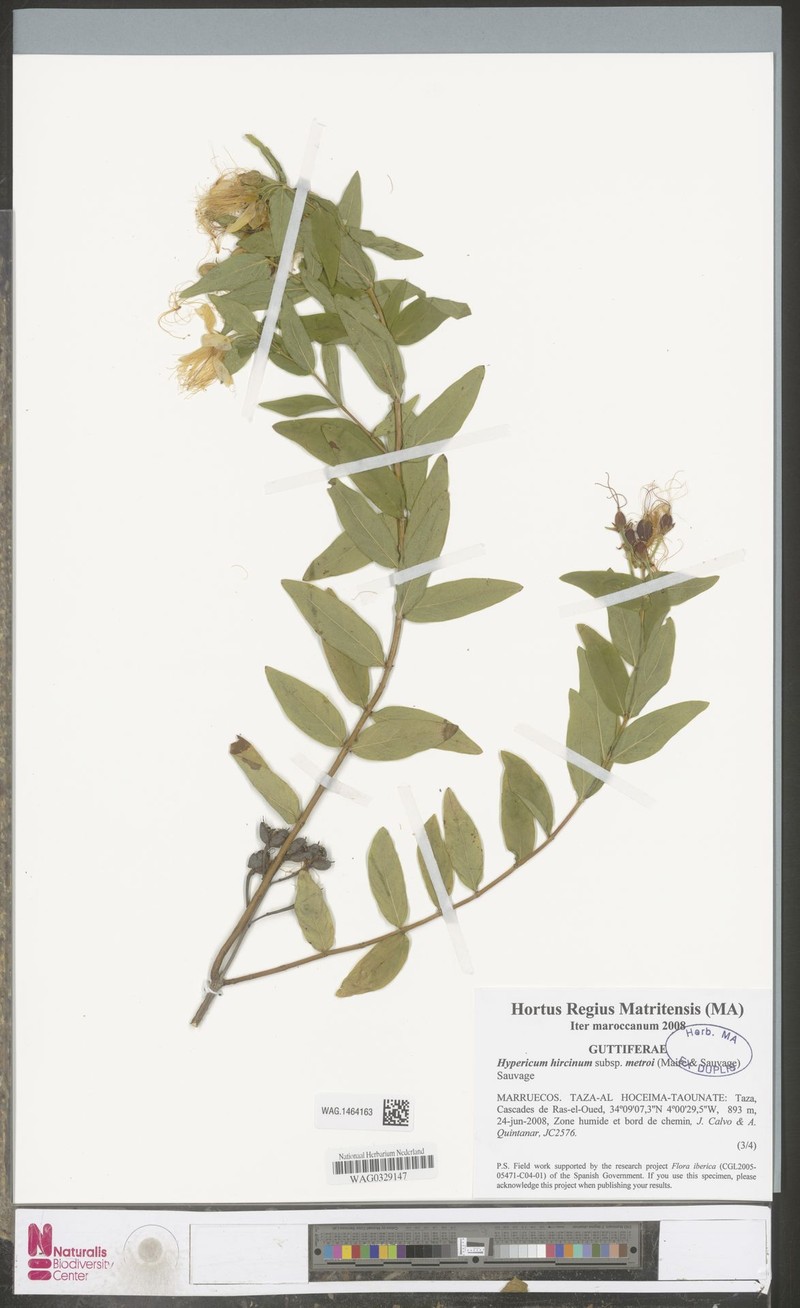 Hypericum hircinum subsp. metroi