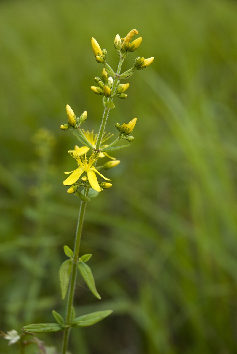 Hypericum hirsutum